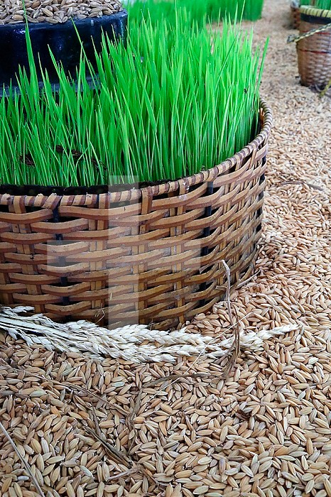 Agriculture. Two types of rice. Young rice and harvest rice. Ho Chi Minh City. Vietnam.