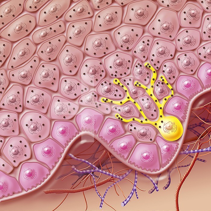 Medical illustration showing the melanocytes (in yellow) in the epidermis of the skin in section. Melanocytes, located at the level of the basal layer, are responsible for the color of the skin thanks to melanin, a pigment synthesized by melanocytes that migrate into the cells of the epidermis (keratinocytes).