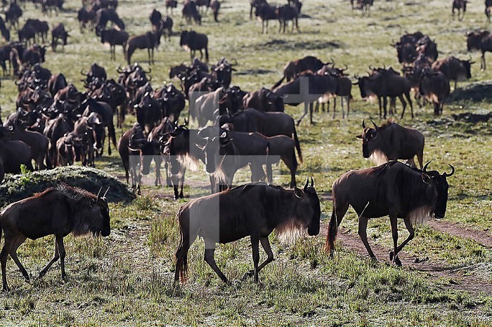Wildebeest migration (Connochaetes taurinus), Masai Mara National Reserve. Kenya.