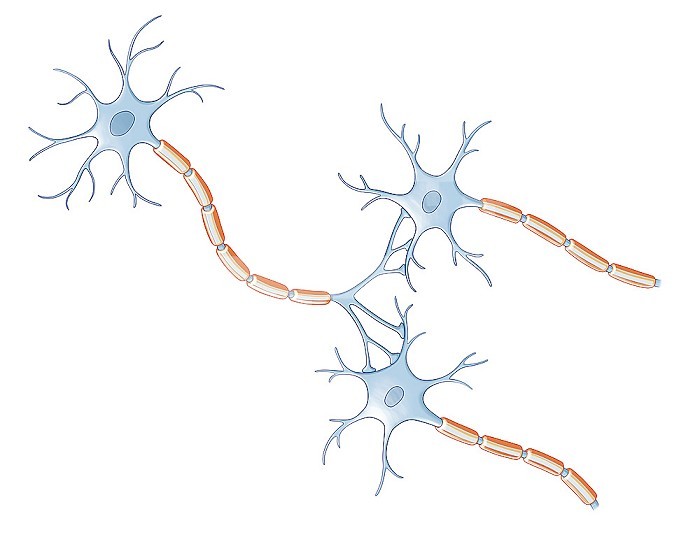 Several neurons connected to each other on white background.