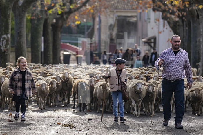 France, Occitania, Gard, transhumance of sheep going through the village of Aigues-Vives. France, Gard