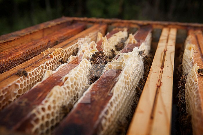 Interior of the beehive with its combs where bees store honey and pollen.
