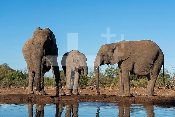 African elephants (Loxodonta africana) drinking at waterhole, Mashatu Game Reserve, Botswana.