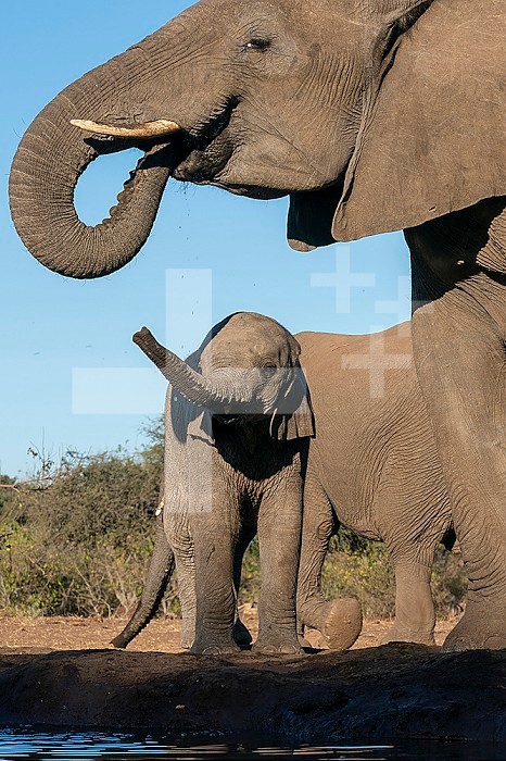 African elephant (Loxodonta africana) and calf at waterhole, Mashatu Game Reserve, Botswana.