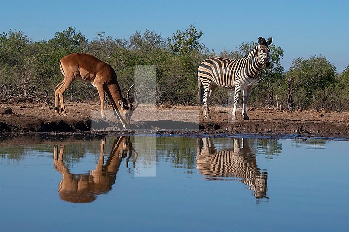 Impala (Aepyceros melampus) and a plains zebra (Equus quagga) at waterhole, Mashatu Game Reserve, Botswana.