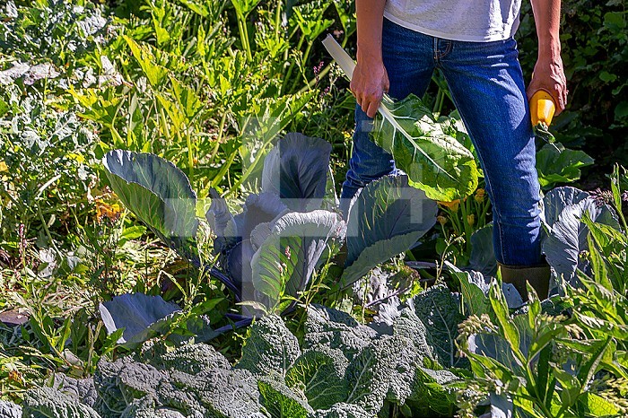 Horizontal shot of a woman holding zucchini and chard in her hands.