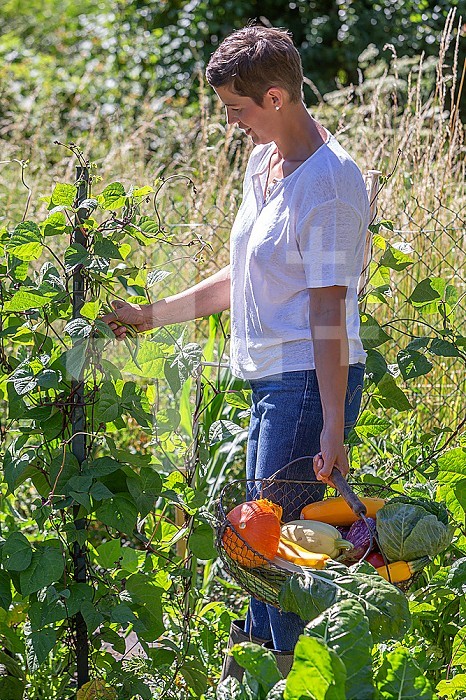 Picking green beans, a basket of vegetables in hand