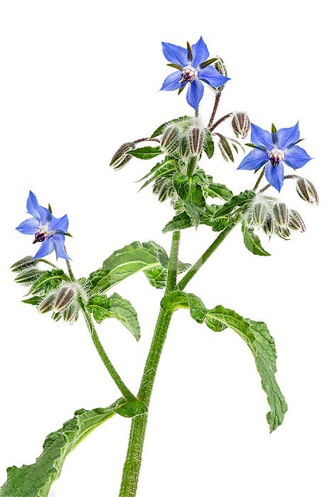 Close-up of the blue flowers and buds of a borage plant, borago officinalis.