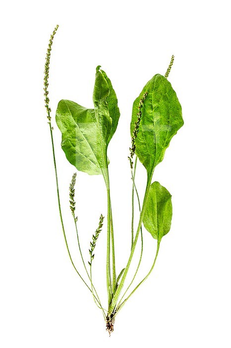 Plantago lanceolata, the lanceolate plantain is a perennial herbaceous plant of the Plantaginaceae family.