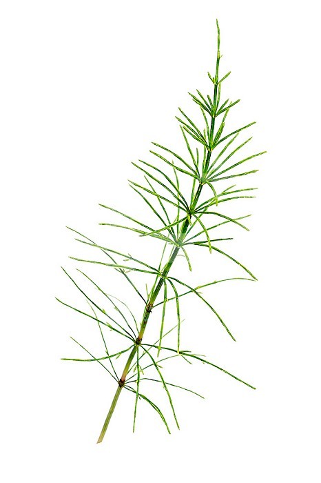The field horsetail, Equisetum arvense, is a herbaceous perennial fern belonging to the Equisetaceae family, a group of plants that proliferated several hundred million years ago. It belongs to the group of Pteridophytes.
