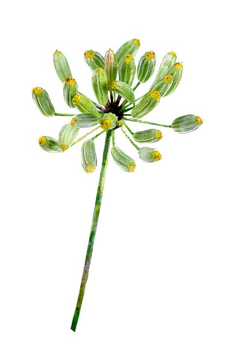 Dill seeds on white background for cooking and herbal medicine.