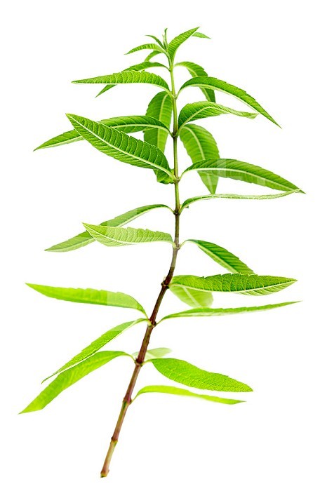 Close-up of lemon verbena, aromatic plant.