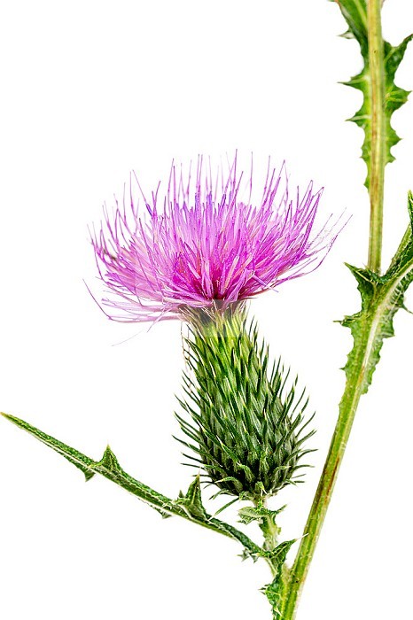 Milk thistle is a species of flowering plant in the Asteraceae family, the only known representative of the Silybum genus, mainly used for liver disorders.