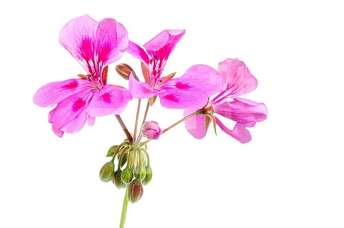 Pink flowers of pink geranium.