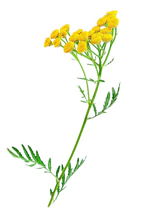 Tansy flowers or tanacetum vulgare, medicinal plant.