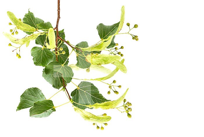 Linden flowers and leaves, flowers have many medicinal properties.