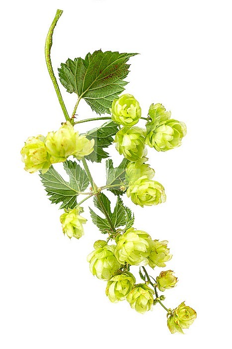 Hop cones with leaf and flowers.