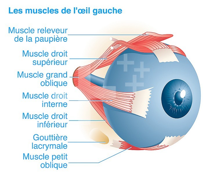 The muscles of the left eye. Representation of the anatomy of the muscles of the left eye seen from the internal or median 3/4 side.