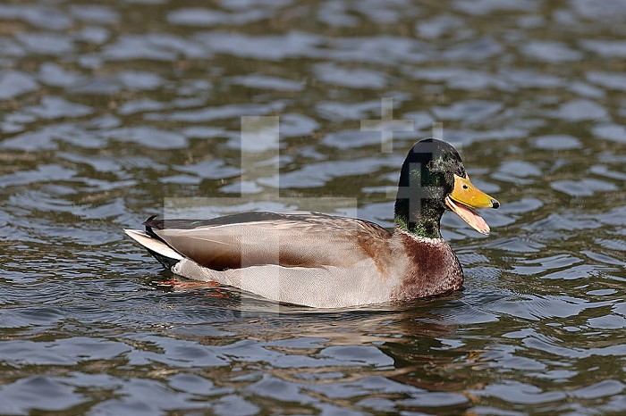 Mallard duck in a park in Paris, Ile de France, France.