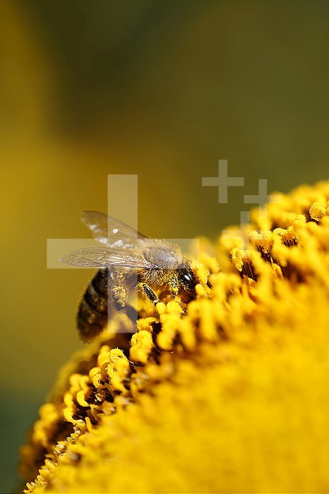Honey bee (Apis mellifera) foraging on a sunflower.