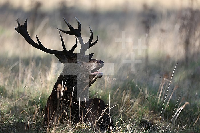 The slab is the call made by deer to attract the attention of females during the mating season. But it can also be a cry of intimidation aimed at other males who are around. Females also come together and choose their suitor, probably based on his vocal quality and fighting vigor.