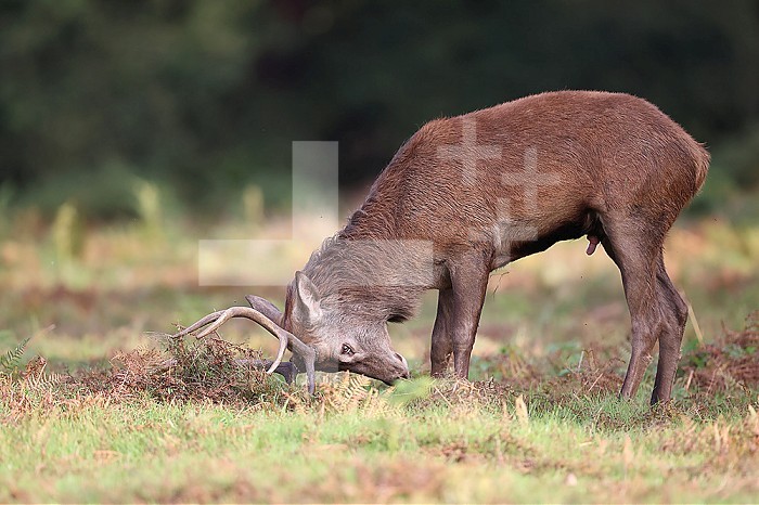 The slab is the call made by deer to attract the attention of females during the mating season. But it can also be a cry of intimidation aimed at other males who are around. Females also come together and choose their suitor, probably based on his vocal quality and fighting vigor.