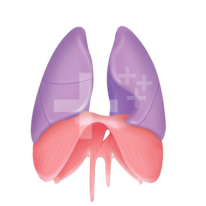 The lungs and diaphragm in anterior view. Three lobes are visible on the right lung in anterior view. And two obes are visible on the left lung in anterior view. Similarly the back of the diaphragm dome is visible in an anterior view. And the lungs sit on top and sides of the diaphragm. Likewise the left diaphragmatic fold is shorter than the right.