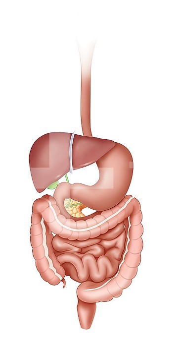 Digestive system, in anterior view from the esophagus to the rectum. The upper esophagus is followed by the stomach on the right then the duodenum, the small intestine surrounded by the colon. On the left we see the liver in anterior view with the lower end of the gallbladder in green. and the common bile duct which passes behind the pancreas shown in yellow behind the duodenum and stomach.