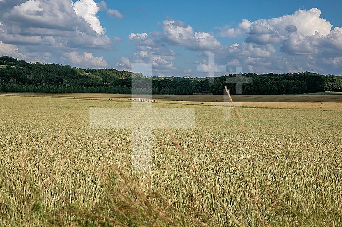 Hikers in the distance behind ripening wheat fields in spring in Haute Saintonge, Charente.