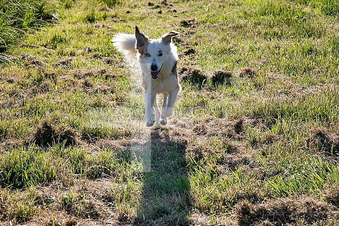 Border collie cross australian shepherd dog running facing forward.