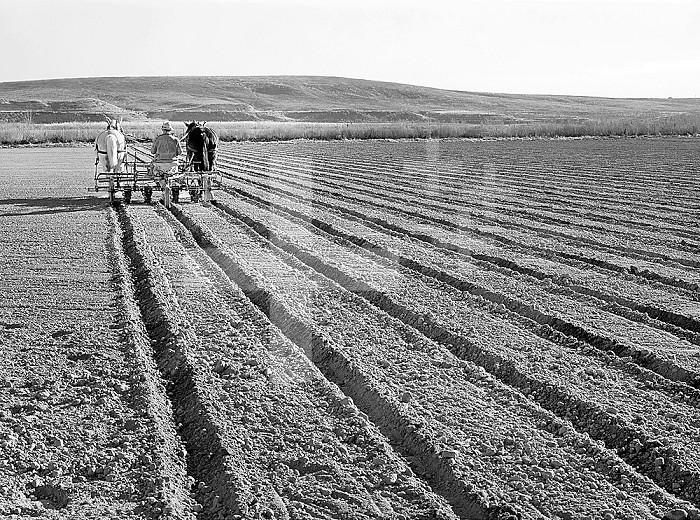 Farmer discing his land, Black Canyon Project, Canyon County, Idaho, USA, Russell Lee, U.S. Farm Security Administration, November 1941. . Farmer discing his land, Black Canyon Project, Canyon County, Idaho, USA, Russell Lee, U.S. Farm Security Administration, November 1941