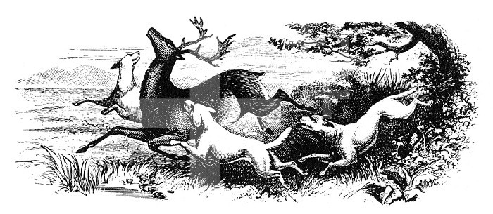 DOGS HUNTING DEER. A deer attacked by a pack of wild dogs. Engraving, 19th century.