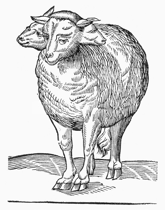 MONSTER, 16th CENTURY. /nSheep with three heads. Woodcut, French, 16th century.