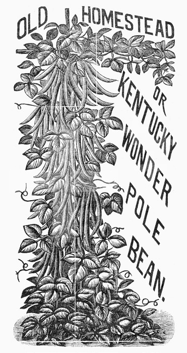 BOTANY: BEANPOLE. /nAdvertisement for bean plants. Line engraving, 19th century.