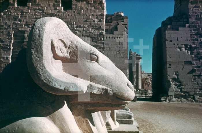 EGYPT: TEMPLE OF AMUN. /nRam’s head from the Processional Way at the Temple of Amun at Karnak, Egypt.